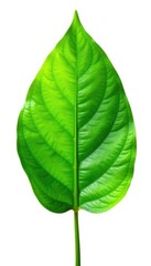 Freshly picked green leaf isolated on white background with warm light, nature, flower, leafy