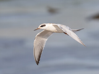 An immature Forster's Tern in flight