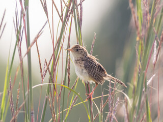 A Sedge Wren perched up amongst grassy stems