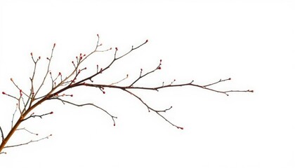 Obraz premium Delicate, bare branches isolated against a pure white backdrop, delicate, flora