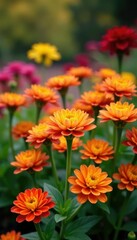 Fototapeta premium Colorful chrysanthemum flowers in autumn garden, harvest, flowers