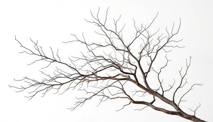 Obraz premium Bare, intricately branched tree limbs isolated against a pure white backdrop, macro, clean