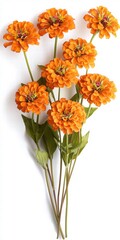Fototapeta premium Vibrant Orange Zinnia Flowers with Green Leaves on White Background