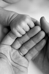 Close-up little hand of child and palm of mother and father. The newborn baby has a firm grip on the parent's finger after birth. A newborn holds on to mom's, dad's finger. Black and white photo.