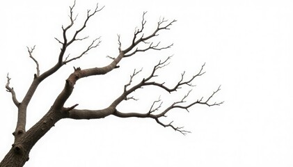 Fototapeta premium Twisted and gnarled branches against a clean white background, isolated, nature, branch