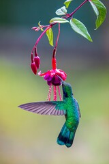 hummingbird feeding on a flower © Yuriko David