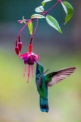 hummingbird in flight
