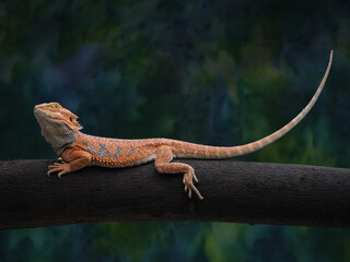 A close-up shot of a bearded dragon with orange scales, perched on a branch. Its distinctive spiky beard is visible, and it stares directly at the viewer, 06 march 2025 Indonesia