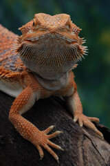 A close-up shot of a bearded dragon with orange scales, perched on a branch. Its distinctive spiky beard is visible, and it stares directly at the viewer, 06 march 2025 Indonesia