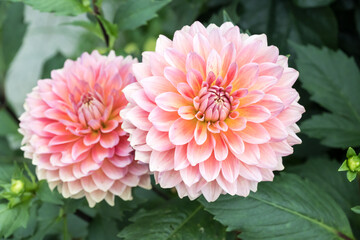 Beautiful dahlia flowers in the park.