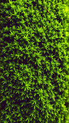 Fototapeta premium Wet green moss on the rocks