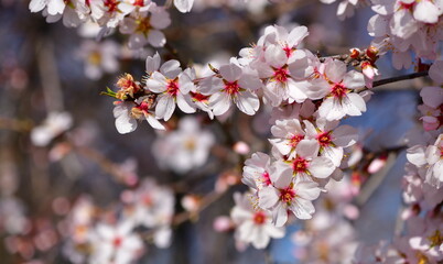  Spring Almond Flower 1228