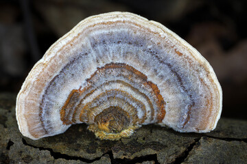 Macro shot of beautiful colorful Trametes versicolor polypore mushroom