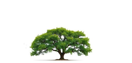 Obraz premium Single, majestic tree stands alone against a pure white backdrop, flora, brown