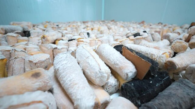 A close-up view of moldy aged cheese in a dairy storage facility, showcasing the natural fermentation process used in traditional cheesemaking.This aging method enhances flavor cheese quality.
