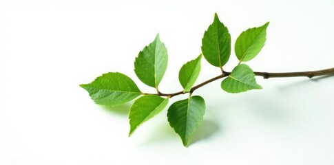 Naklejka premium Single isolated branch with leaves on white background, minimalist, leaf
