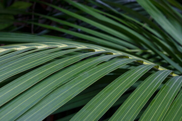 Close-up of glossy and shiny deep green arching fronds of the Howea forsteriana, commonly known as the Kentia palm, elegant tropical shade-loving plant native to Lord Howe Island, part of Australia