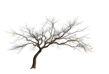 Naklejka premium Lone deciduous tree, stark branches against pure white, outdoor, rural