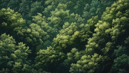 Obraz premium Lush forest canopy, dense foliage, high angle view, misty mountain backdrop