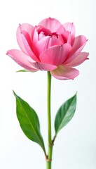 Delicate flower petals unfolding on white background, flower power, flowers, isolated