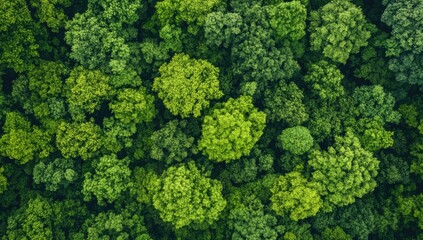 Naklejka premium Lush forest canopy from above. Dense green trees cover the land. Verdant, healthy forest