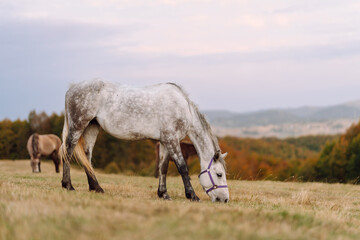 A mature grey horse is grazing in a large hilly field with mountains in the background. The mare is walking calmly and feels free in the open air. Wildlife concept.