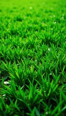 Fototapeta premium Vibrant green lawn, lush texture, horizontal line , lawn, nature, background