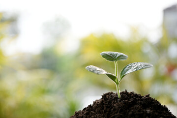 Home growth vegetable sport macro closeup