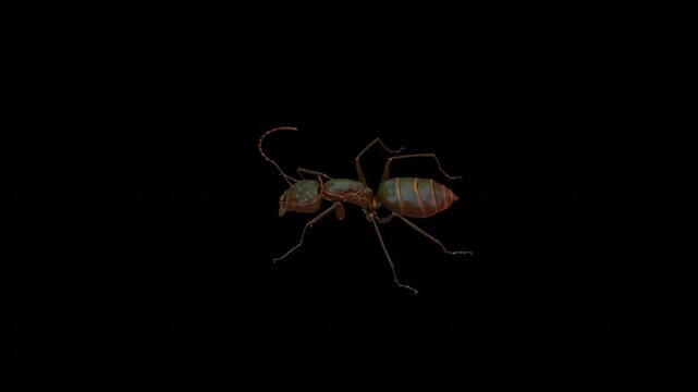  red ant attack top  3D Video Animation