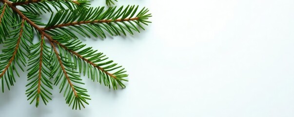 Obraz premium Spruce tree branches against clean white surface, evergreen, wood