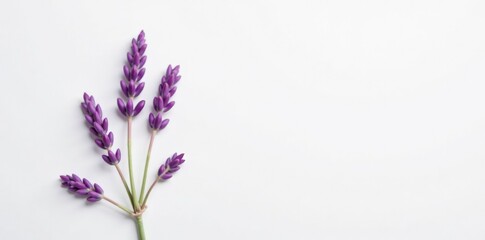 Fototapeta premium lone sprig of lavender with soft pink petals against white background, color palette, botanical
