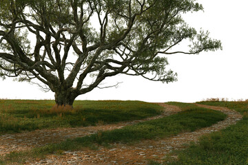 3d render of road in meadow with big tree on transparent background.