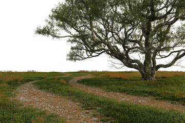 3d render of road in meadow with big tree on transparent background.