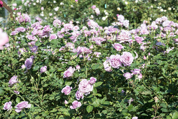 Beautiful roses in garden.