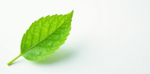 Fototapeta premium Small green leaf with delicate veins on white background, flora, vegetation