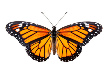 Fototapeta premium A stunning Monarch butterfly displaying vibrant orange and black wings, symbolizing transformation and beauty.