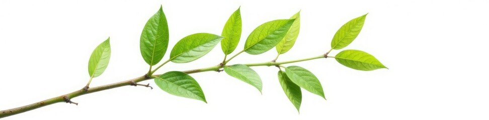 Naklejka premium Single isolated branch with delicate leaves on white background, green, tree branch