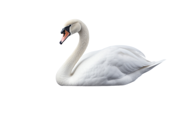 Elegant white swan gracefully gliding on a serene body of water, showcasing its long neck and pristine feathers.