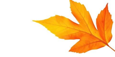 Fototapeta premium Single autumn leaf isolated on white background, object, white