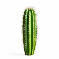 Naklejka premium Colossal Cactus on White