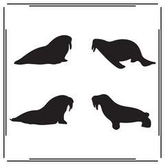 Walrus silhouette, Walrus illustration ,Walrus clipart, Walrus vector , Walrus icon , black Walrus, Walrus illustration on white background, Walrus vector illustration , 