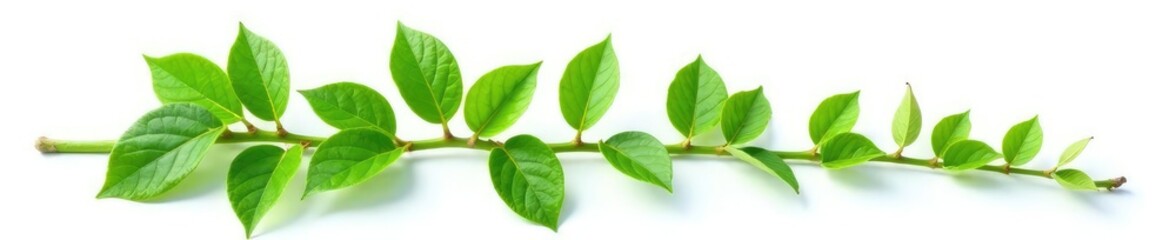 Green stem with leaves isolated on white background, stem, verdant