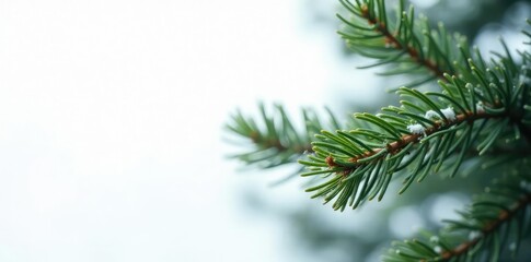 Obraz premium Leaves of the fir tree against a white backdrop, winter, forest