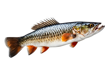 Fototapeta premium A scaler for scaling fish, isolated on a empty plain background