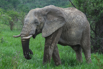 Obraz premium African elephant in wildlife reserve nation park Pilanesberg close up detail panoramic view of friendly peaceful grey giants wild living animal