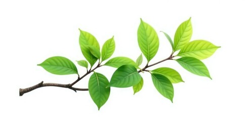 Single branch with leaves isolated on white background, pure white, green, tree part