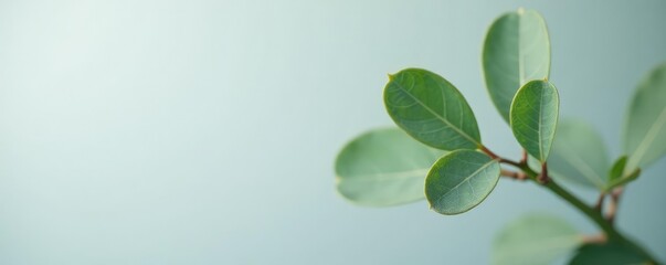 Single eucalyptus leaf against a light gray background, soft focus, isolated
