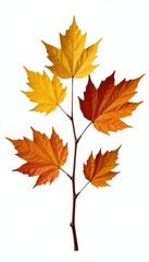 Fototapeta premium Sprigs of autumn leaves isolated on white background, autumn, branch, green
