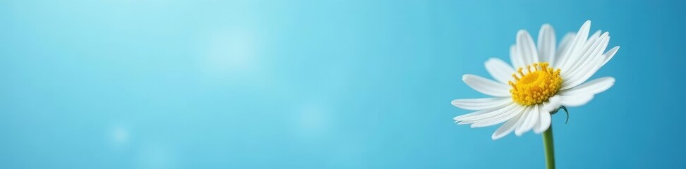 Delicate daisy against a bright blue backdrop, bloom, sunny