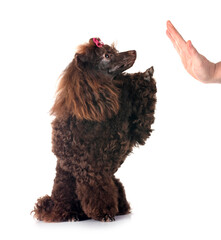 poodle in studio